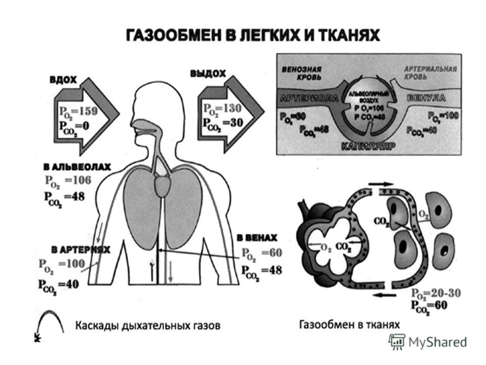 Изобразите схематично процесс газообмена в легких фото 413