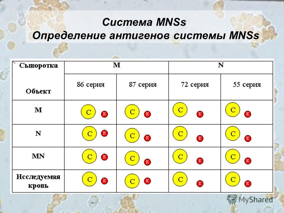 Система MNSs Определение антигенов системы MNSs