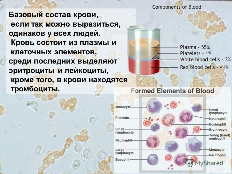 Базовый состав крови, если так можно выразиться, одинаков у всех людей. Кровь состоит из плазмы и клеточных элементов, среди последних выделяют эритроциты и лейкоциты, кроме того, в крови находятся тромбоциты.