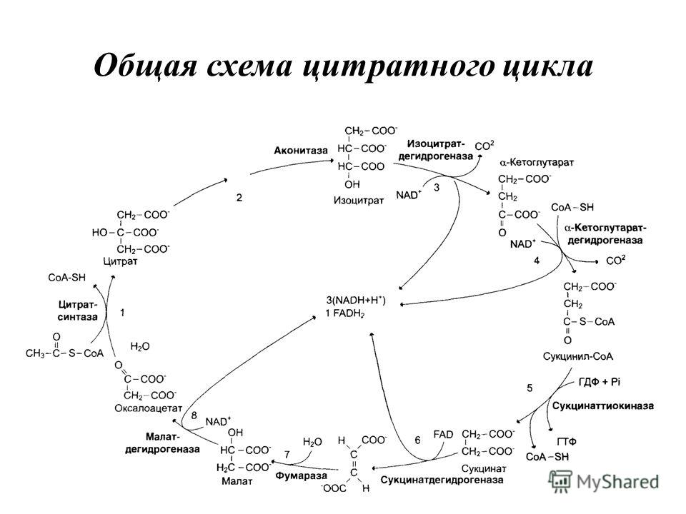 Общая схема цитратного цикла