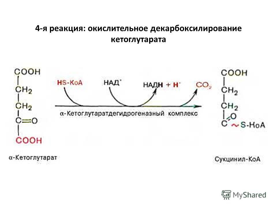 4-я реакция: окислительное декарбоксилирование кетоглутарата