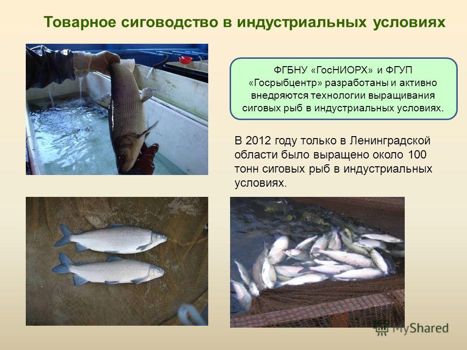 Товарное сиговодство в индустриальных условиях В 2012 году только в Ленинградской области было выращено около 100 тонн сиговых рыб в индустриальных условиях. ФГБНУ « ГосНИОРХ » и ФГУП « Госрыбцентр » разработаны и активно внедряются технологии выращи