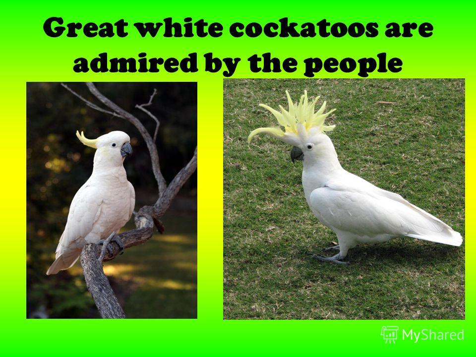 Great white cockatoos are admired by the people