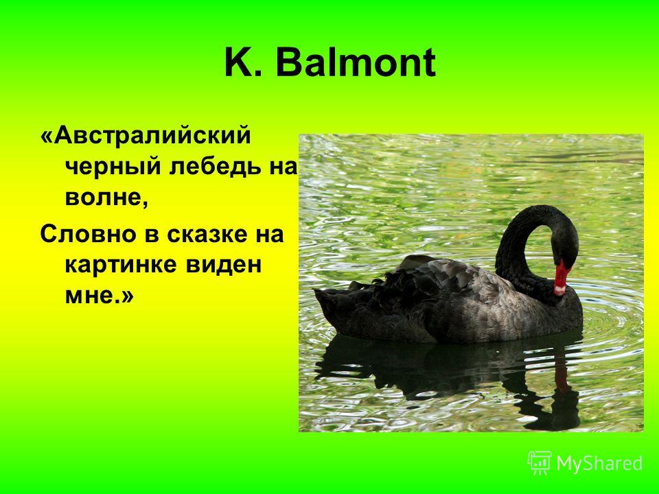 K. Balmont «Австралийский черный лебедь на волне, Словно в сказке на картинке виден мне.»