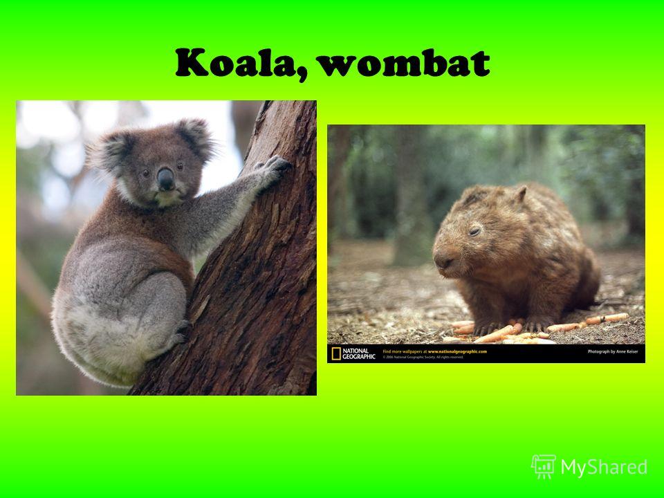 Koala, wombat