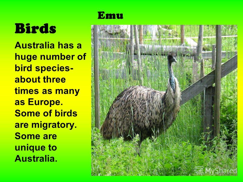 Birds Emu Australia has a huge number of bird species- about three times as many as Europe. Some of birds are migratory. Some are unique to Australia.