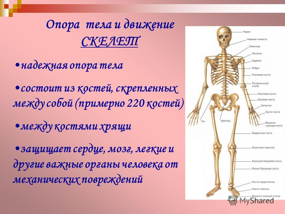 Опора тела и движение СКЕЛЕТ надежная опора тела состоит из костей, скрепленных между собой (примерно 220 костей) между костями хрящи защищает сердце, мозг, легкие и другие важные органы человека от механических повреждений