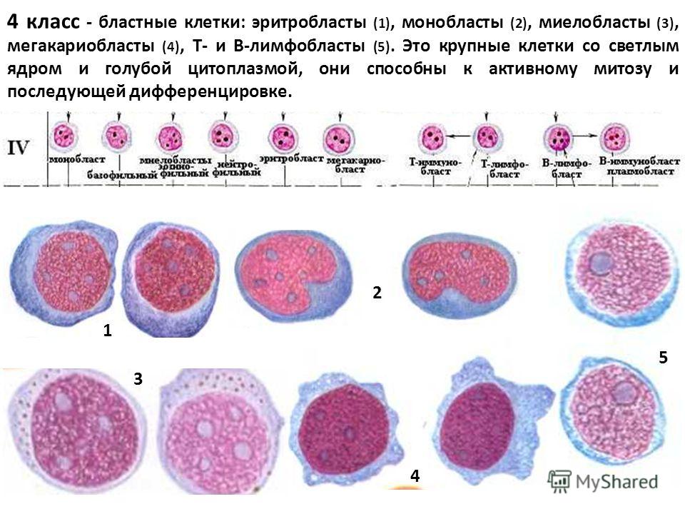 4 класс - бластные клетки: эритробласты (1), монобласты (2), миелобласты (3), мегакариобласты (4), Т- и В-лимфобласты (5). Это крупные клетки со светлым ядром и голубой цитоплазмой, они способны к активному митозу и последующей дифференцировке. 1 2 5