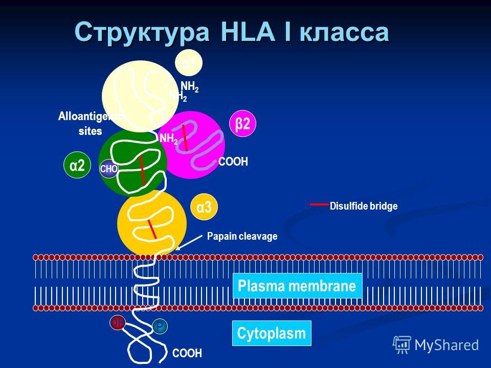NH 2 Alloantigenic sites CHO NH 2 COOH P α1 α2 α3 β2 OH Plasma membrane Disulfide bridge Papain cleavage Cytoplasm NH 2