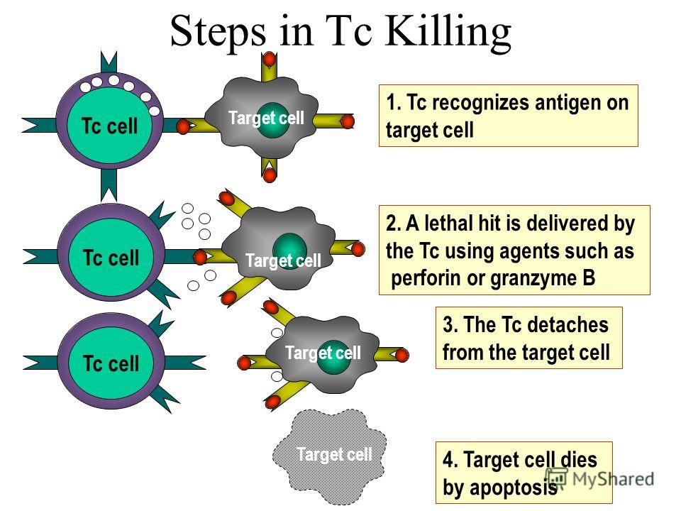 Steps in Tc Killing Tc cell 1. Tc recognizes antigen on target cell Target cell Tc cell 2. A lethal hit is delivered by the Tc using agents such as perforin or granzyme B Target cell Tc cell 3. The Tc detaches from the target cell Target cell 4. Targ