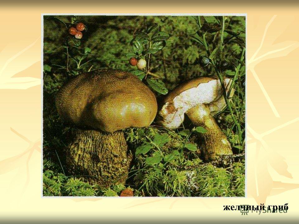 желчный гриб Желчный гриб.