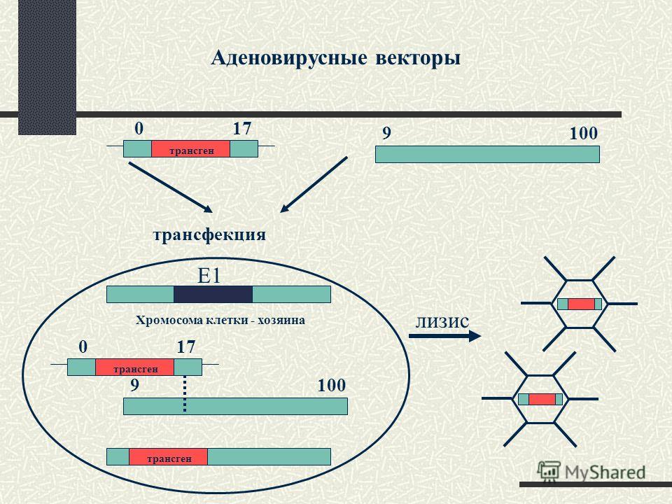 Аденовирусные векторы трансген 0 17 9 100 трансфекция Е1 Хромосома клетки - хозяина трансген 0 17 9 100 трансген лизис