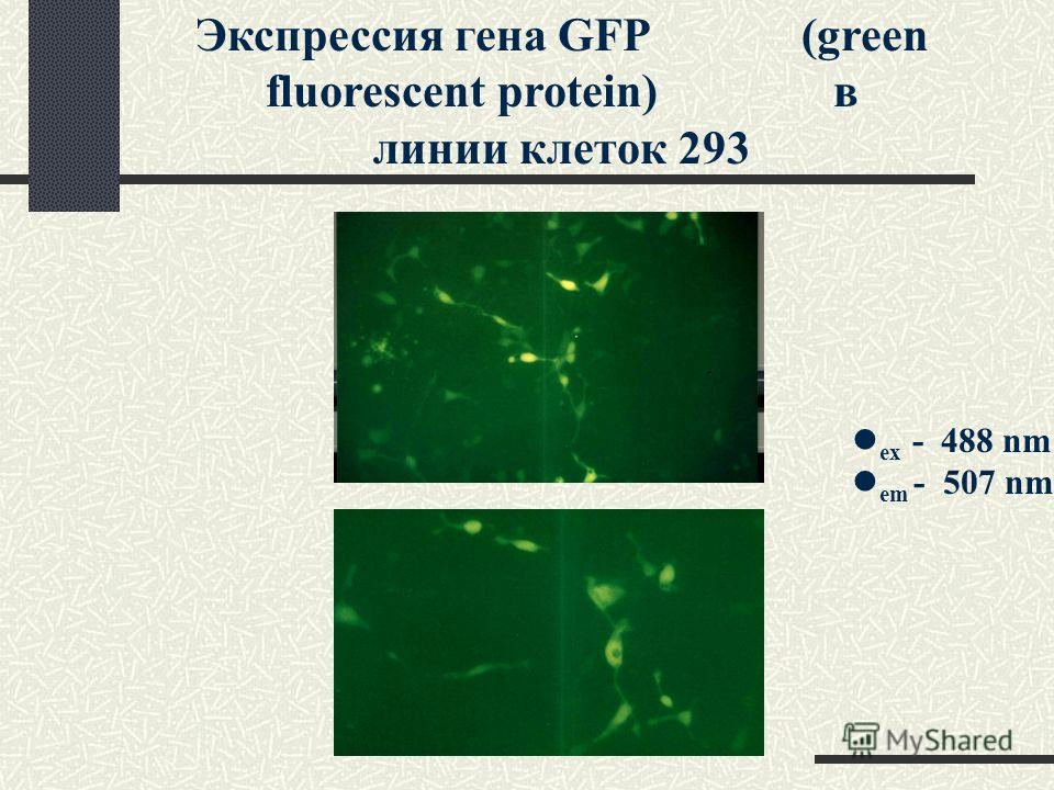 Экспрессия гена GFP (green fluorescent protein) в линии клеток 293 ex - 488 nm em - 507 nm