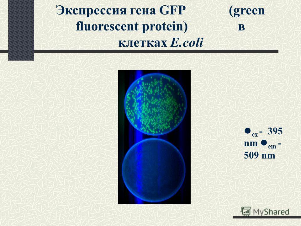 Экспрессия гена GFP (green fluorescent protein) в клетках E.coli ex - 395 nm em - 509 nm