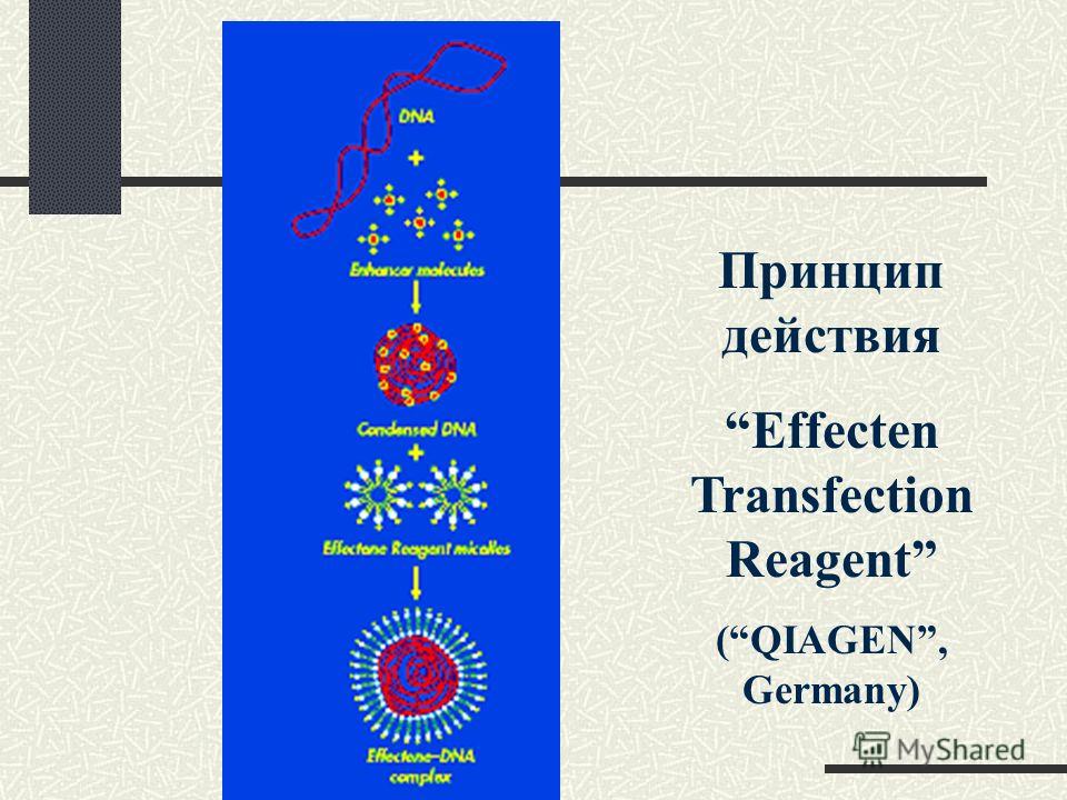 Принцип действия Effecten Transfection Reagent (QIAGEN, Germany)