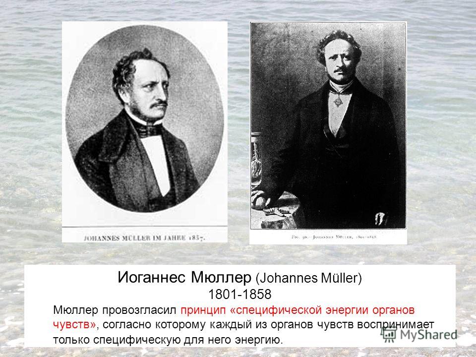 Иоганнес Мюллер (Johannes Müller) 1801-1858 Мюллер провозгласил принцип «специфической энергии органов чувств», согласно которому каждый из органов чувств воспринимает только специфическую для него энергию.