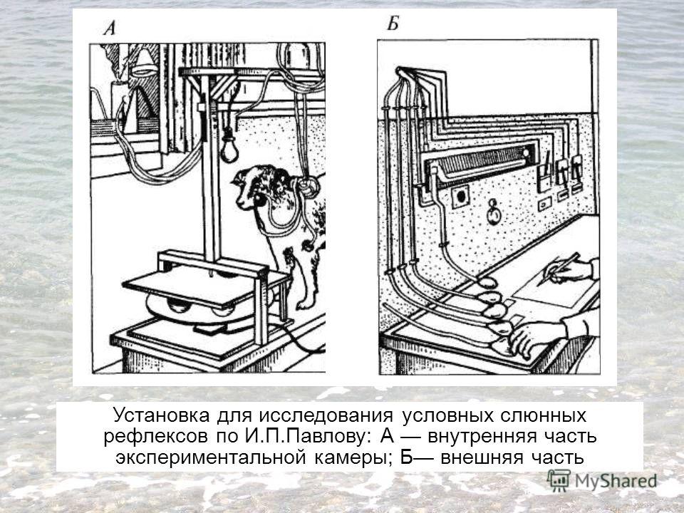 Установка для исследования условных слюнных рефлексов по И.П.Павлову: А внутренняя часть экспериментальной камеры; Б внешняя часть