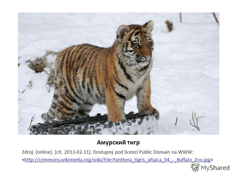 Амурский тигр Zdroj: [online]. [cit. 2013-02-11]. Dostupný pod licencí Public Domain na WWW: http://commons.wikimedia.org/wiki/File:Panthera_tigris_altaica_04_-_Buffalo_Zoo.jpg