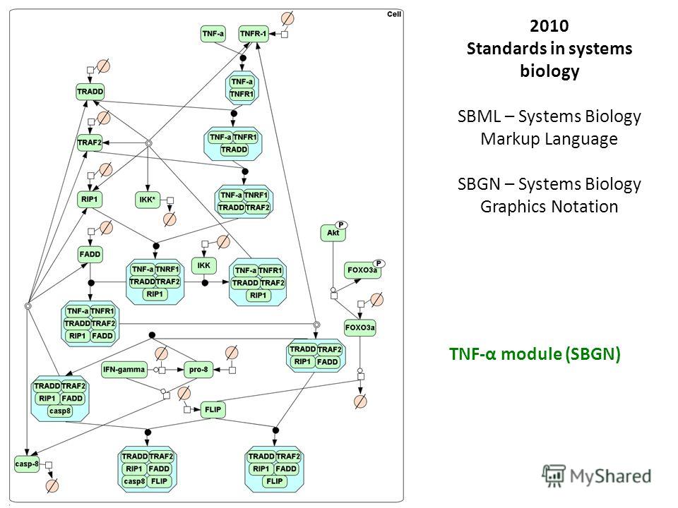 TNF-α module (SBGN) 2010 Standards in systems biology SBML – Systems Biology Markup Language SBGN – Systems Biology Graphics Notation