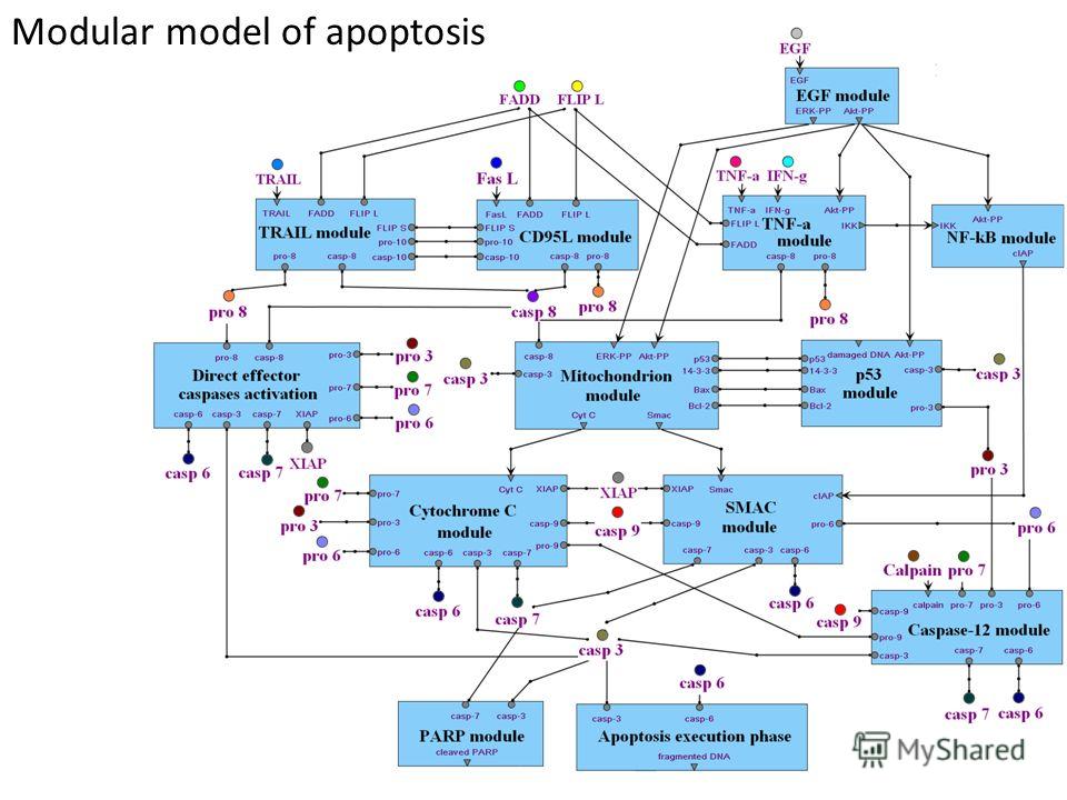 Modular model of apoptosis