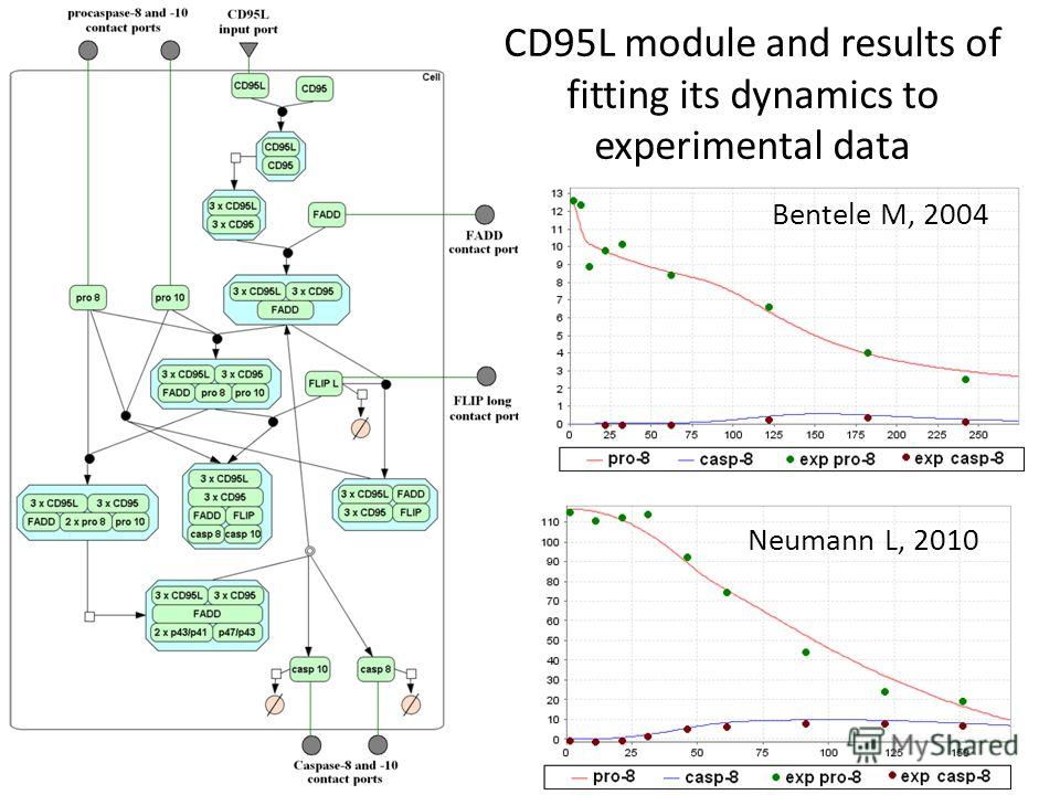 Bentele M, 2004 Neumann L, 2010 CD95L module and results of fitting its dynamics to experimental data