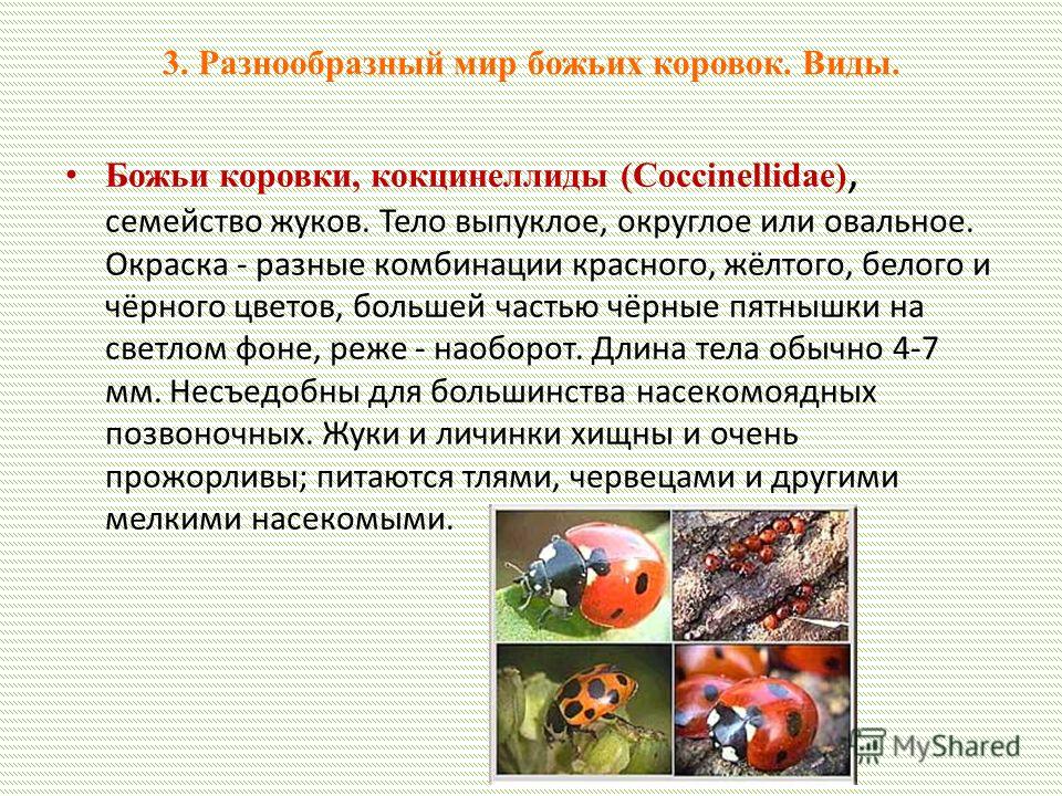 Проект божья коровка 2 класс