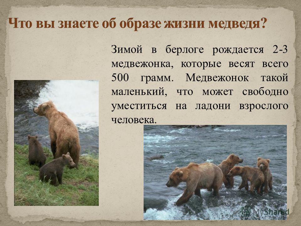 Зимой в берлоге рождается 2-3 медвежонка, которые весят всего 500 грамм. Медвежонок такой маленький, что может свободно уместиться на ладони взрослого человека.