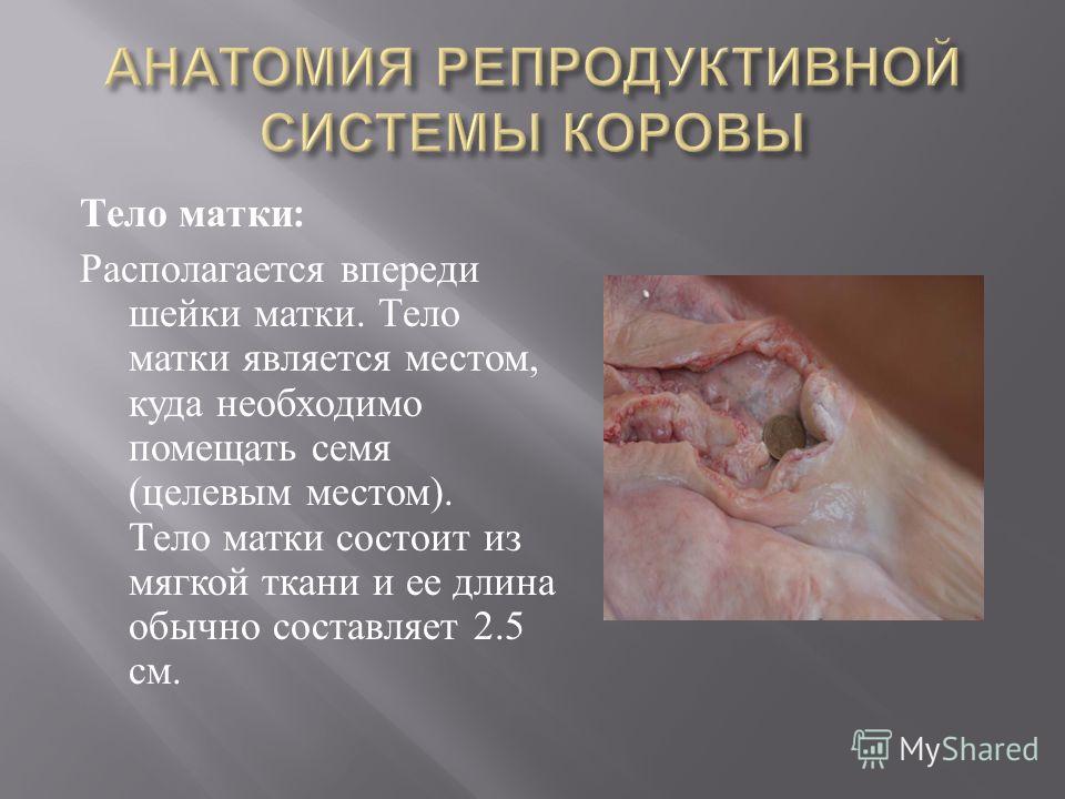 Молодой ше напихали в горло и в жопу толстым членом
