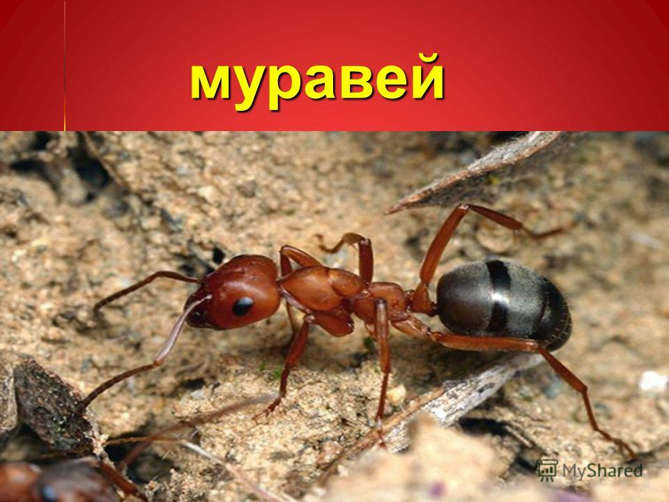 Курсовая работа: Муравьи