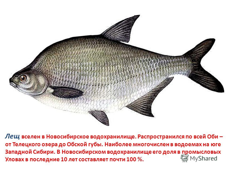 Рыба Сибири Фото