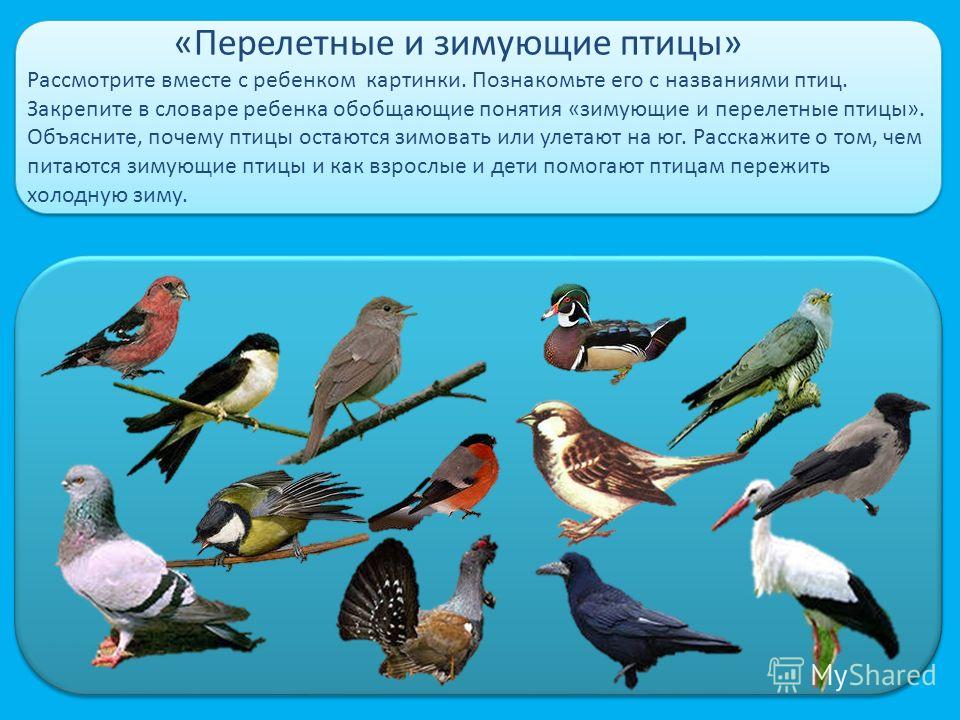Презентация на тему: «Перелетные и зимующие птицы» Рассмотрите вместе с  ребенком картинки. Познакомьте его с названиями птиц. Закрепите в словаре  ребенка обобщающие понятия.. Скачать бесплатно и без регистрации.
