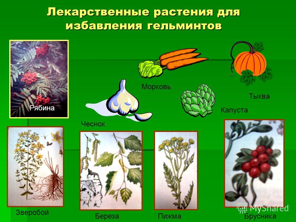 тыква от гельминтов тыква от гельминтов