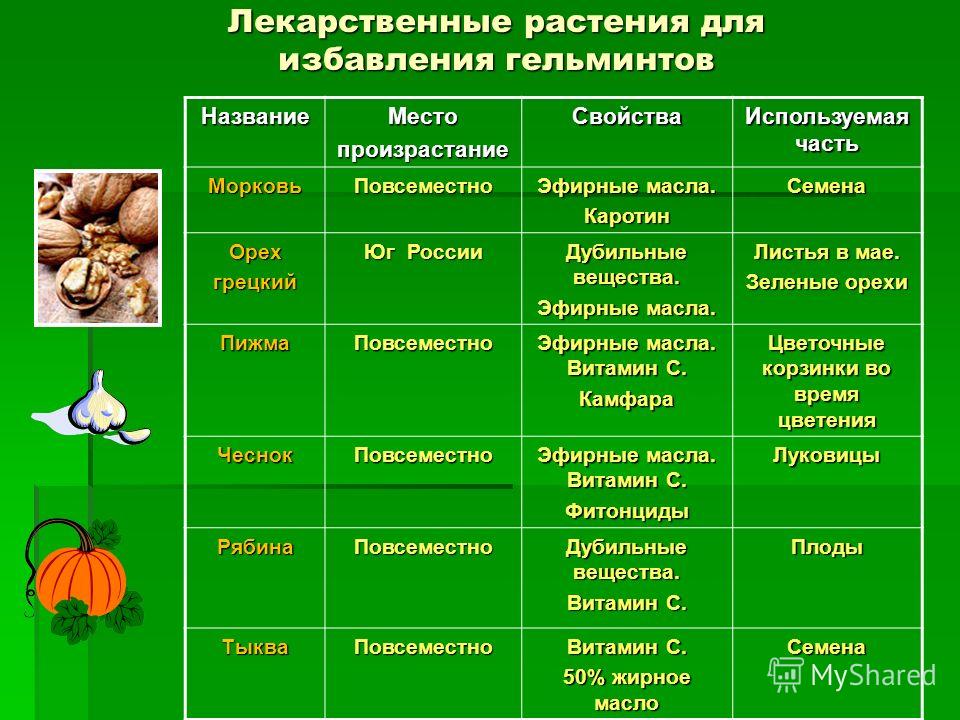 зверобой от гельминтов зверобой от гельминтов