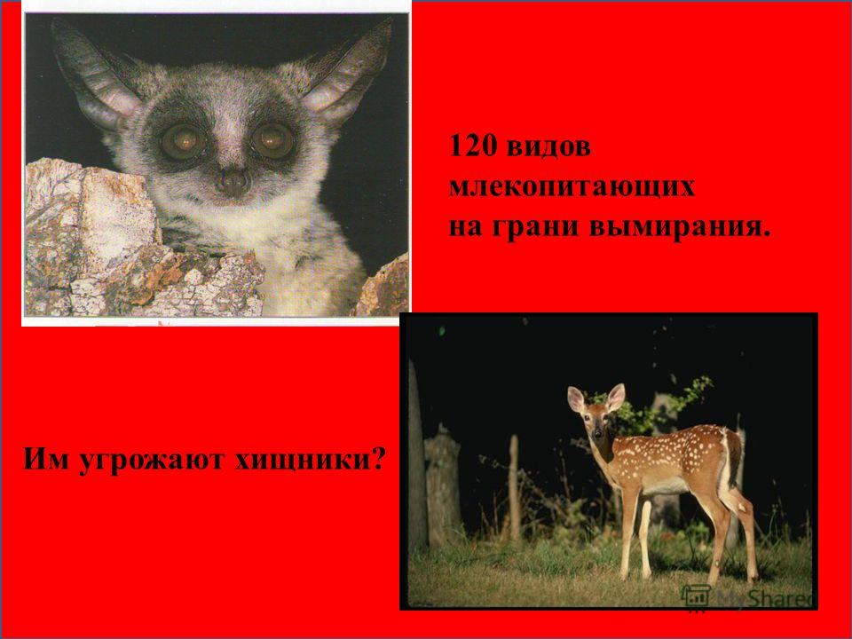Красная книга россии животные скачать презентацию