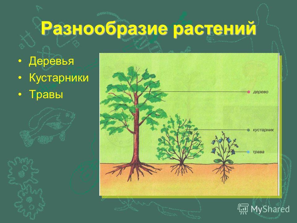 Разнообразие растений Деревья Кустарники Травы