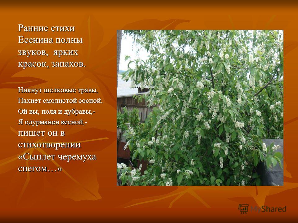 Эссе звуки и краски поля 3887