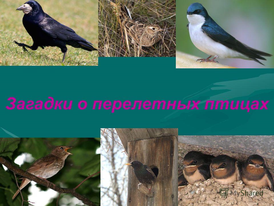 Загадки о перелетных птицах