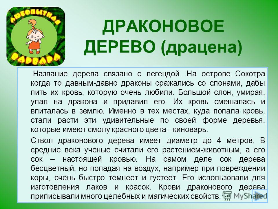 Чем подкормить драцену в домашних условиях и как это сделать