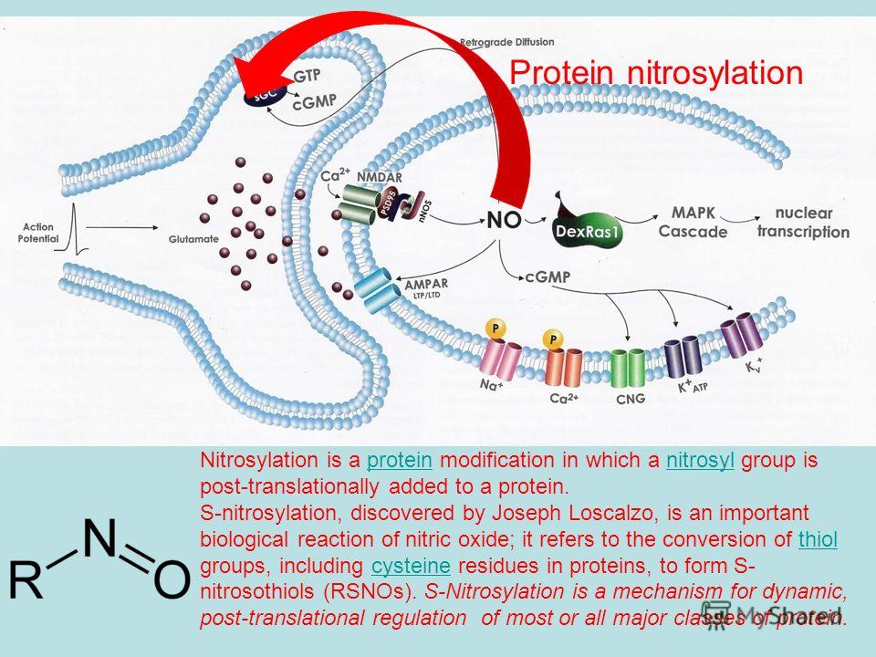 Protein nitrosylation Nitrosylation is a protein modification in which a nitrosyl group is post-translationally added to a protein.proteinnitrosyl S-nitrosylation, discovered by Joseph Loscalzo, is an important biological reaction of nitric oxide; it