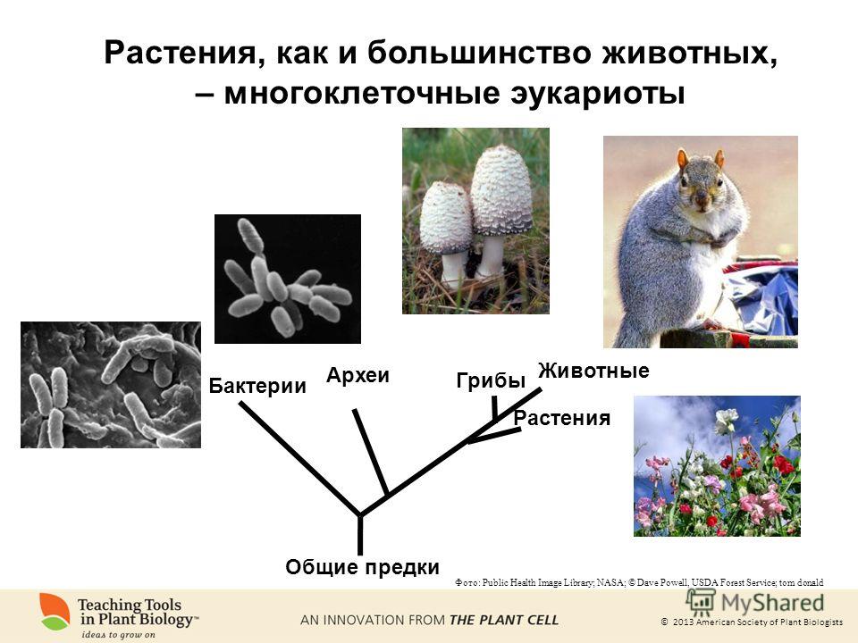 Презентация на тему &quot;© 2013 American Society of Plant