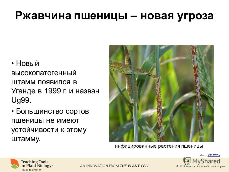 Презентация на тему &quot;© 2013 American Society of Plant