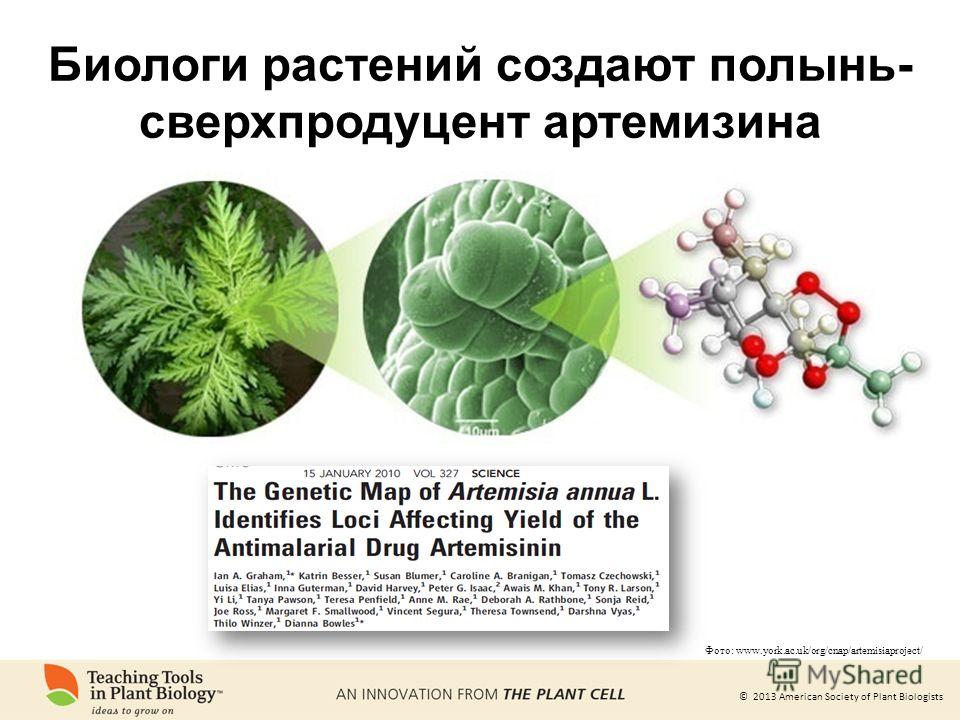 Презентация на тему &quot;© 2013 American Society of Plant