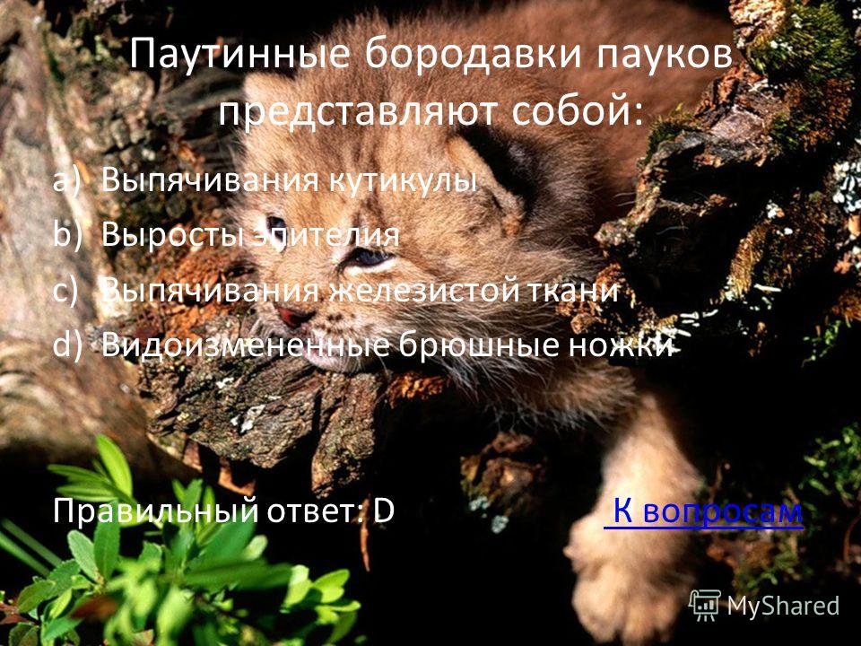 Что за бородавки могут быть на половых губах