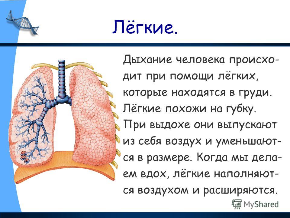 Сообщение о лёгких 3 класс