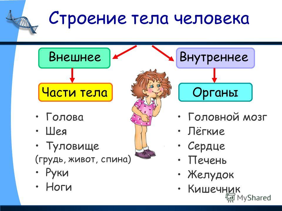 Видео Как Работает Сердце Человека Для Презентации