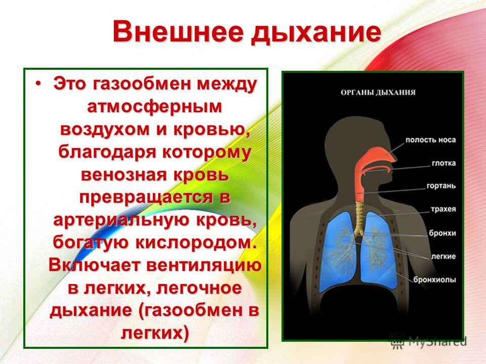 Внешнее дыхание Это газообмен между атмосферным воздухом и кровью, благодаря которому венозная кровь превращается в артериальную кровь, богатую кислородом. Включает вентиляцию в легких, легочное дыхание (газообмен в легких)Это газообмен между атмосфе