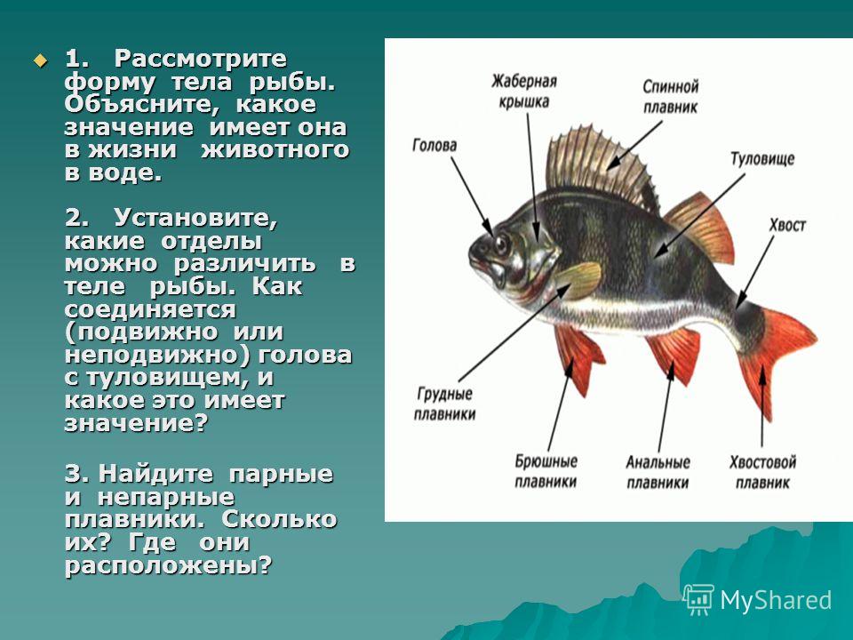 Блондинка стоит раком а сзади ее имеет негр