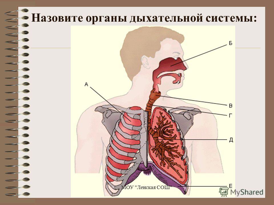 Назовите органы дыхательной системы: МОУ Ленская СОШ