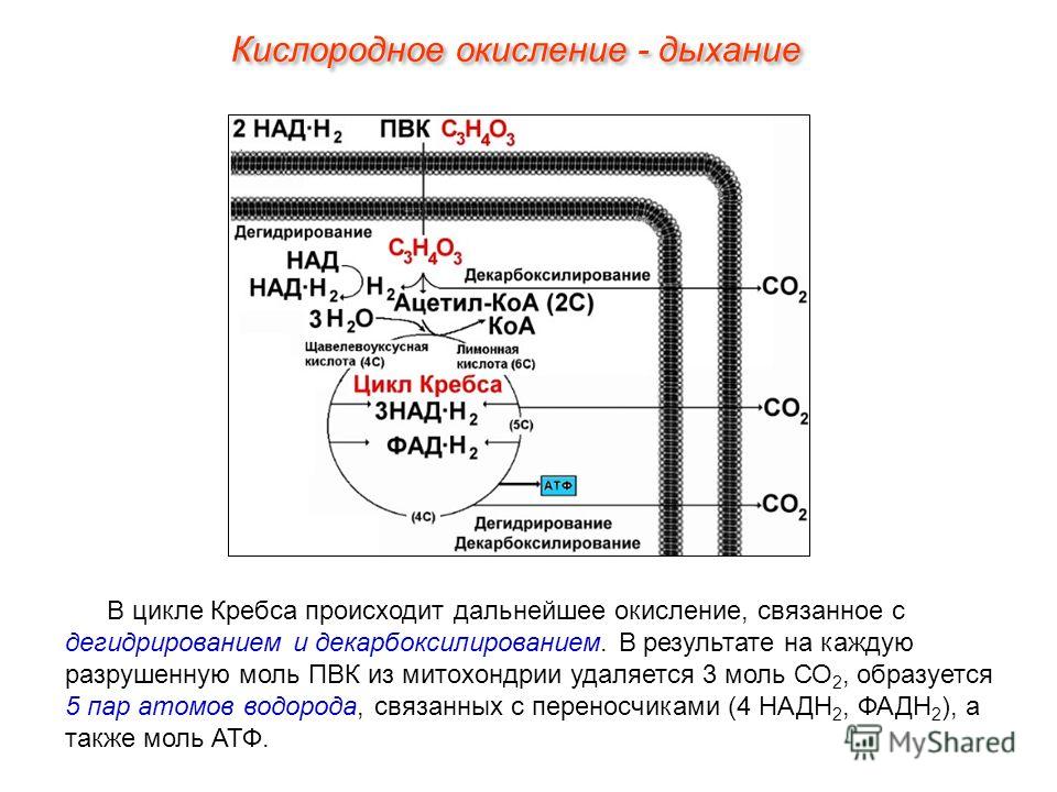 В цикле Кребса происходит дальнейшее окисление, связанное с дегидрированием и декарбоксилированием. В результате на каждую разрушенную моль ПВК из митохондрии удаляется 3 моль СО 2, образуется 5 пар атомов водорода, связанных с переносчиками (4 НАДН 