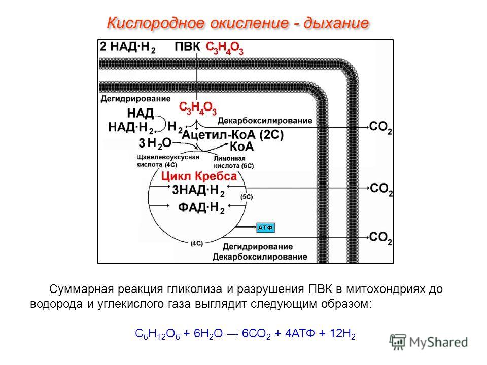 Суммарная реакция гликолиза и разрушения ПВК в митохондриях до водорода и углекислого газа выглядит следующим образом: С 6 Н 12 О 6 + 6Н 2 О 6СО 2 + 4АТФ + 12Н 2 Кислородное окисление - дыхание